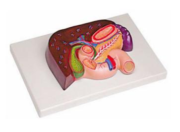 肝、胰、脾、十二指腸、胃模型